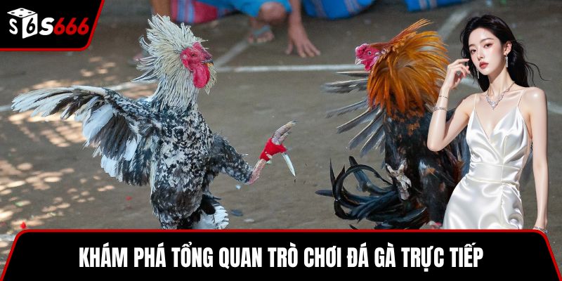Khám phá tổng quan trò chơi đá gà trực tiếp