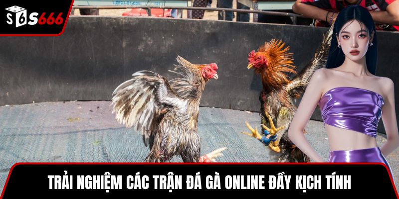 Trải nghiệm các trận đá gà online đầy kịch tính